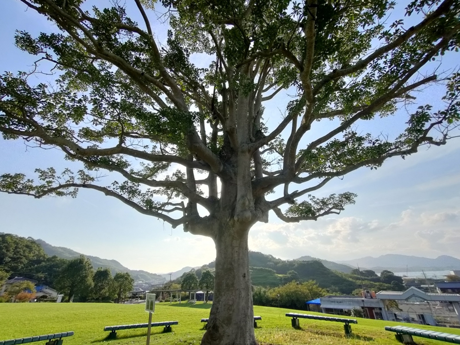 くろがねもちの木