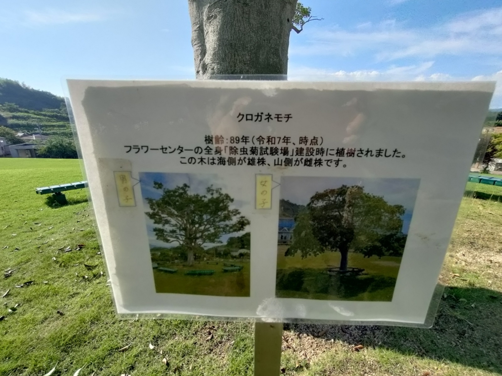 くろがねもちの立て看板