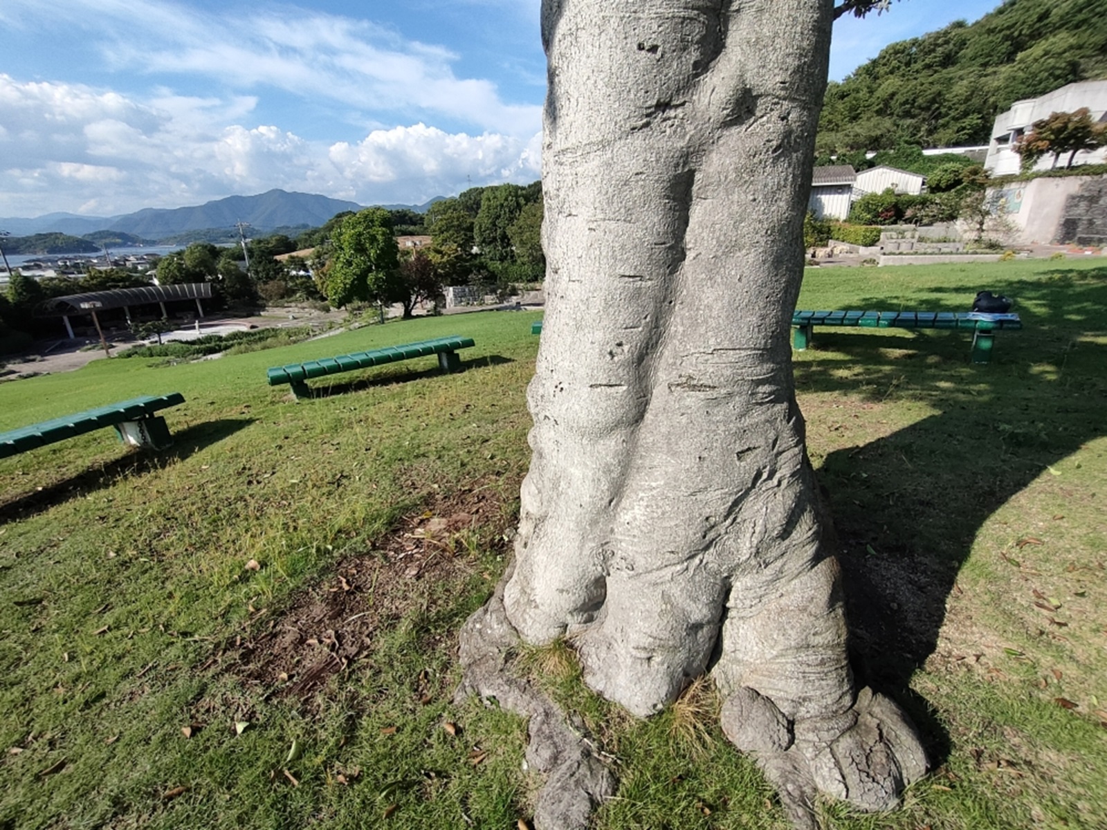 くろがねもちの木の雄株と雌株