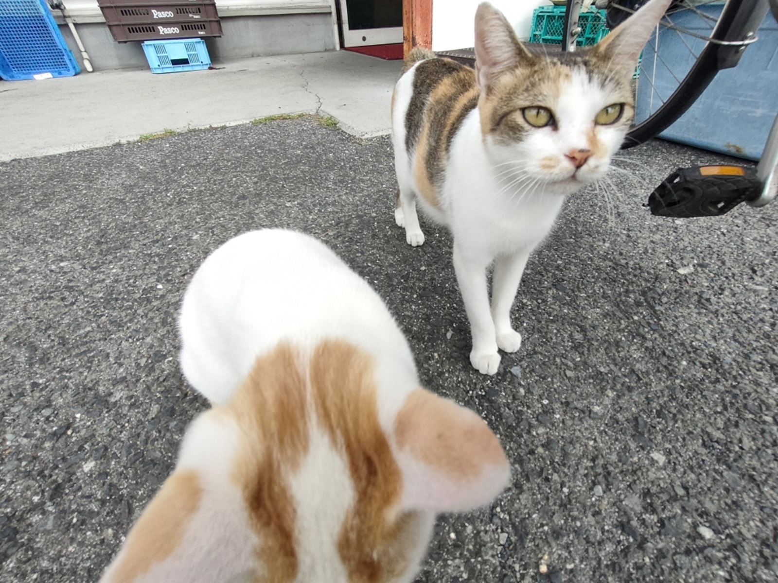 大三島のネコ２