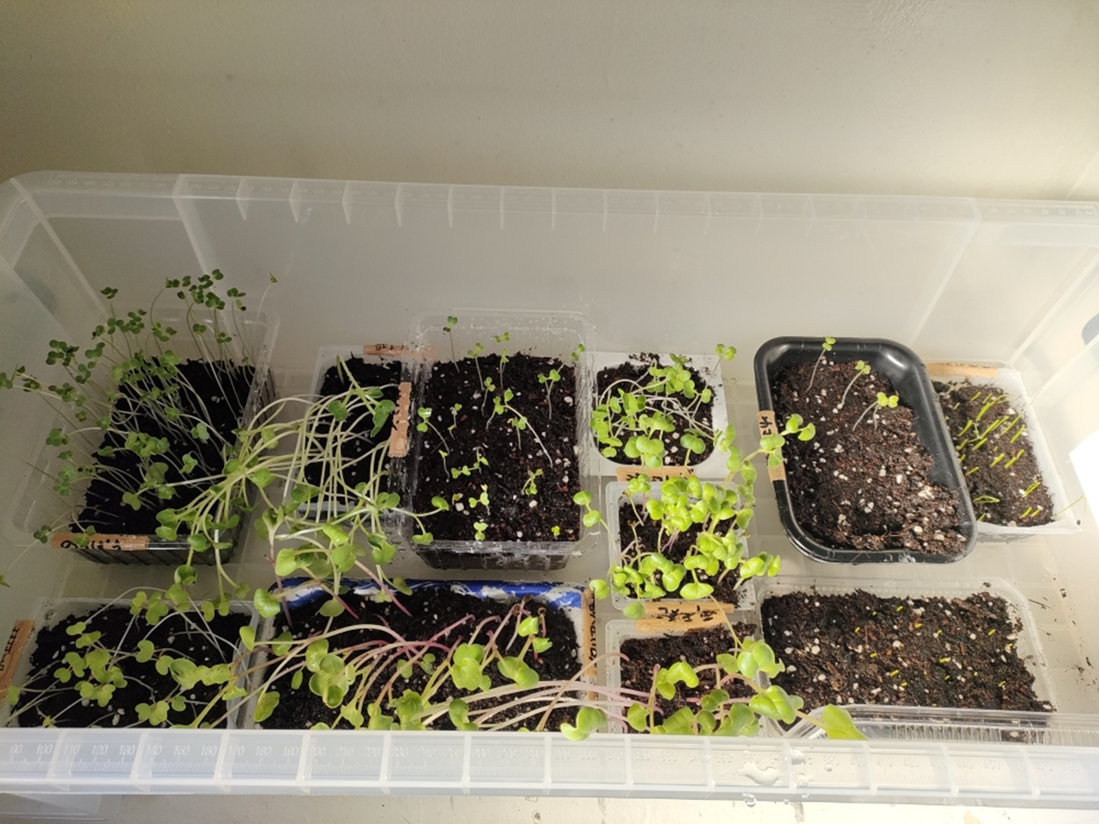 種まき後の発芽、生育状況